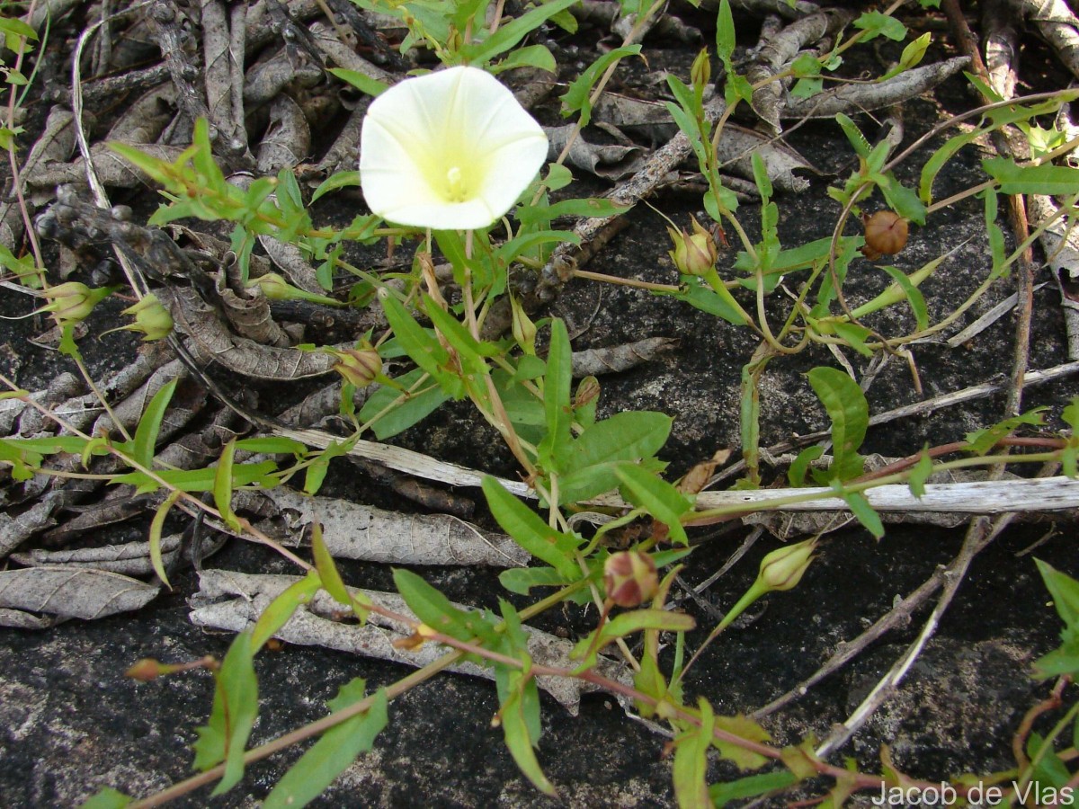 Xenostegia tridentata (L.) D.F.Austin & Staples